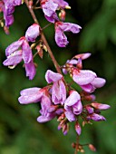 DESMODIUM CALLIANTHUM,  TENDER SHRUB