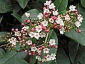 VIBURNUM TINUS EVE PRICE