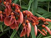 ERYTHRINA CRISTA GALLI,  TENDER SHRUB