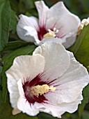 HIBISCUS SYRIACUS DOROTHY CRANE