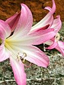 AMARYLLIS BELLADONNA