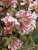 VIBURNUM X BODNANTENSE DAWN