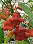 CAPSICUM ANNUUM BOUNTIFUL BECKY,  CHILLI PEPPER