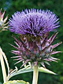 CYNARA CARDUNCULUS,  CARDOON