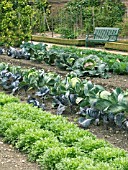 CHICORIUM & BRASSICA,  ENDIVE & CABBAGES,  VEGETABLE PLOT