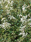 EUPATORIUM  LIGUSTRINUM,  EVERGREEN SHRUB