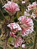 VIBURNUM X BODNANTENSE DAWN