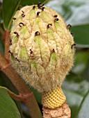 MAGNOLIA GRANDIFLORA,  FRUIT,  EVERGREEN TREE