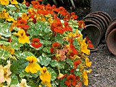 TROPAEOLUM,  NASTURTIUM ALASKA MIXED,  HARDY ANNUAL