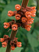 SALVIA CONFERTIFOLIA,  TENDER PERENNIAL