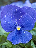 VIOLA UNIVERSAL BLUE