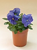 VIOLA UNIVERSAL BLUE IN POT