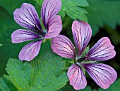 GERANIUM SUE CRUG