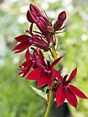 LOBELIA FAN BURGUNDY