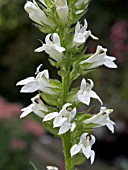 LOBELIA SYPHILITICA ALBA