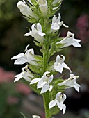 LOBELIA SYPHILITICA ALBA