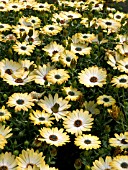 OSTEOSPERMUM AMANDA