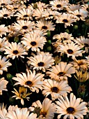 OSTEOSPERMUM FLORENCE