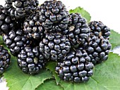 RUBUS FRUITICOSA,  WILD BLACKBERRIES