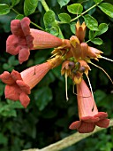 CAMPSIS RADICANS,  TRUMPET FLOWER