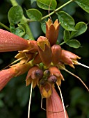 CAMPSIS RADICANS,  TRUMPET FLOWER