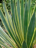 YUCCA FILAMENTOSA VARIEGATA