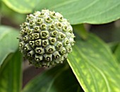 CORNUS KOUSA,  IMMATURE FRUIT