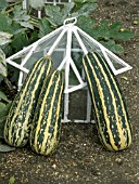 CURCUBITA PEPO,  MARROW BADGER CROSS,  DRYING ON VICTORIAN CLOCHE