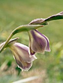 GLADIOLUS PAPILIO,  HARDY BULB