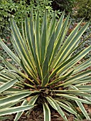 YUCCA FILAMENTOSA VARIEGATA