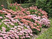 SEDUM SPECTABILE,  MIXED BORDER,  HIGHDOWN GARDENS