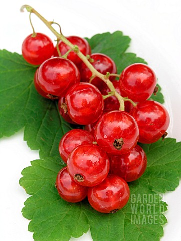 REDCURRANT_RED_LAKE_RIBES_RUBRUM