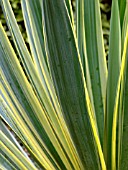 YUCCA FILAMENTOSA VARIEGATA