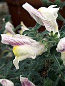 ANTIRRHINUM CHANDELIER PRIMROSE VEIN