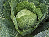 BRASSICA OLERACEA,  CABBAGE TUNDRA,  VEGETABLE