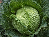 BRASSICA OLERACEA,  SAVOY KING,  CABBAGE