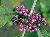 CALLICARPA BODINIERI VAR. GIRALDII