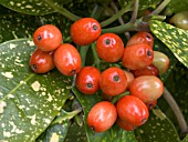 AUCUBA JAPONICA VARIEGATA (SPOTTED LAUREL)