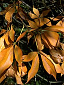 AESCULUS GLABRA,  OHIO BUCKEYE,  DECIDUOUS TREE,  AUTUMN COLOUR