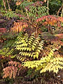 ARALIA ELATA,  JAPANESE ANGELICA TREE