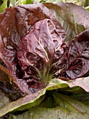 CICHORIUM INTYBUS,  RADICCHIO INDIGO,  SALAD VEGETABLE