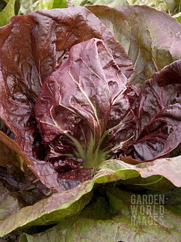 CICHORIUM_INTYBUS__RADICCHIO_INDIGO__SALAD_VEGETABLE