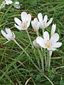 COLCHIUM  ALBUM,  AUTUMN CROCUS