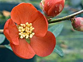 CHAENOMELES SUPERBA CRIMSON AND GOLD (FLOWERING QUINCE)