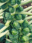 BRASSICA OLERACEA GEMMIFERA RAVENGE,  BRUSSEL SPROUT