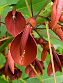 ERYTHRINA CRISTA GALLI,  CORAL TREE