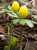 ERANTHIS HYEMALIS (WINTER ACONITE)