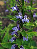 LOBELIA SYPHILITICA (BLUE CARDINAL FLOWER)