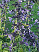 NEPETA SIBERICA (MACRANTHA)