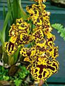 ONCIDIUM HANSUELI ISLER,  ORCHID